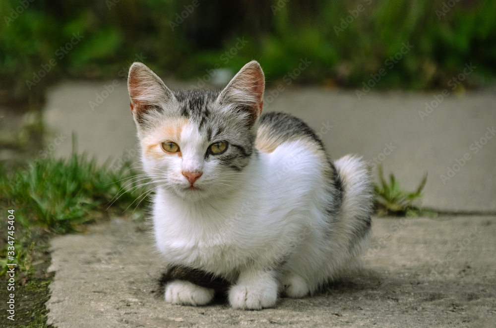 Young little cat sitting on the street. White and grey color cat. Abandoned homeless cat. Pet on the street