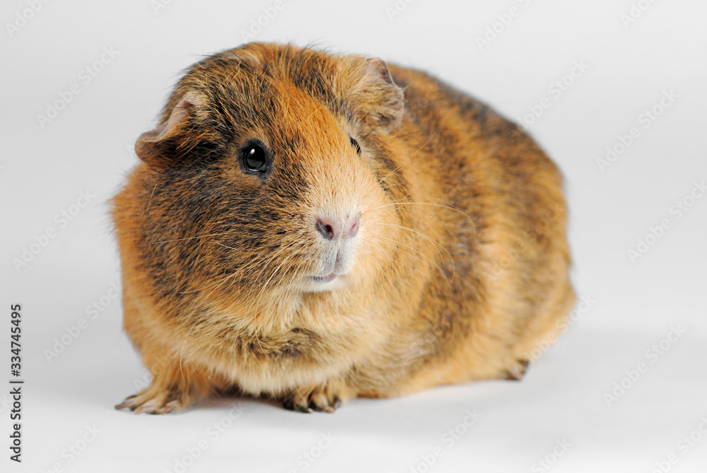 guinea pig close-up on a white background guinea pig close-up on a white background