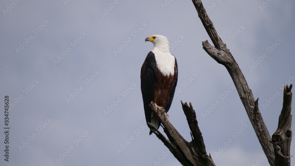 African fish eagle on a branch African fish eagle on a branch
