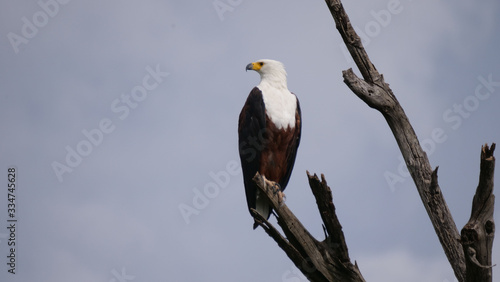 African fish eagle on a branch
