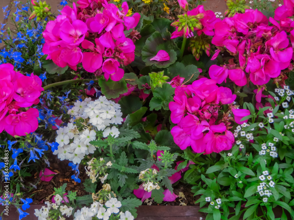 Beautifully decorated border of different colorful garden flowers.