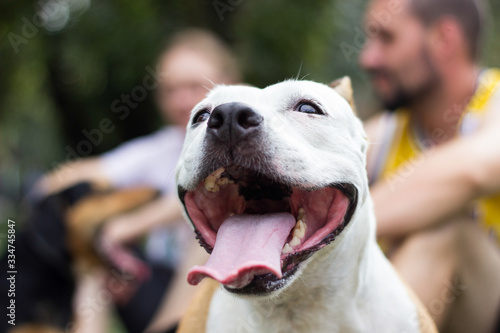 Friendly dog smile, looking at camera. Playing in the public park