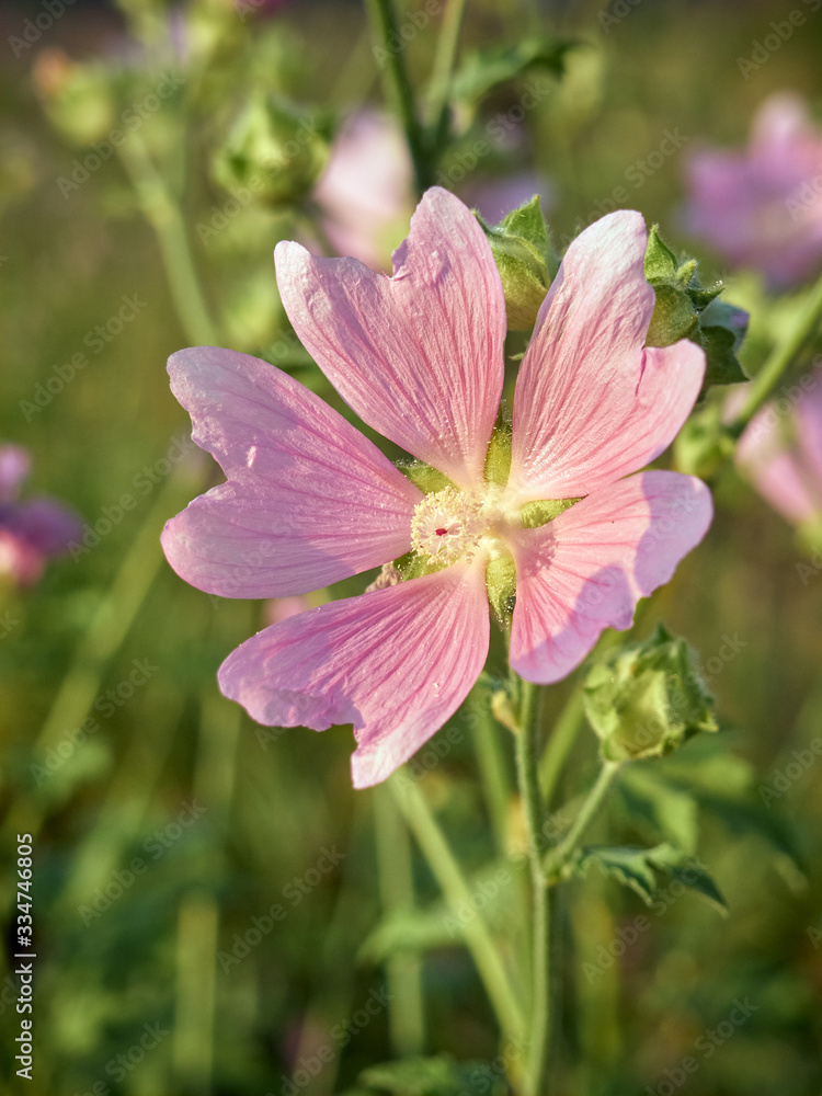 Fototapeta premium Wild flower Althaea officinalis in the meadow.