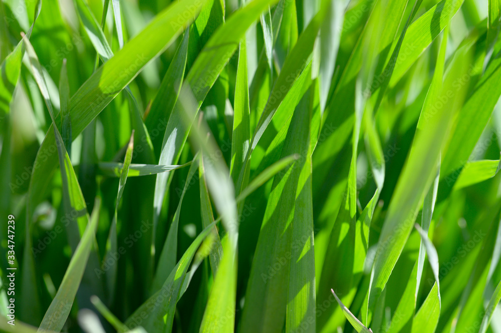 Background of tall green grass in the bright sun Background of tall green grass in the bright sun