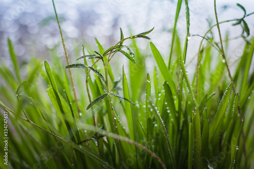 Spring green grass with water drops