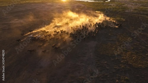 horses running in herd in Kayseri, Turkey
