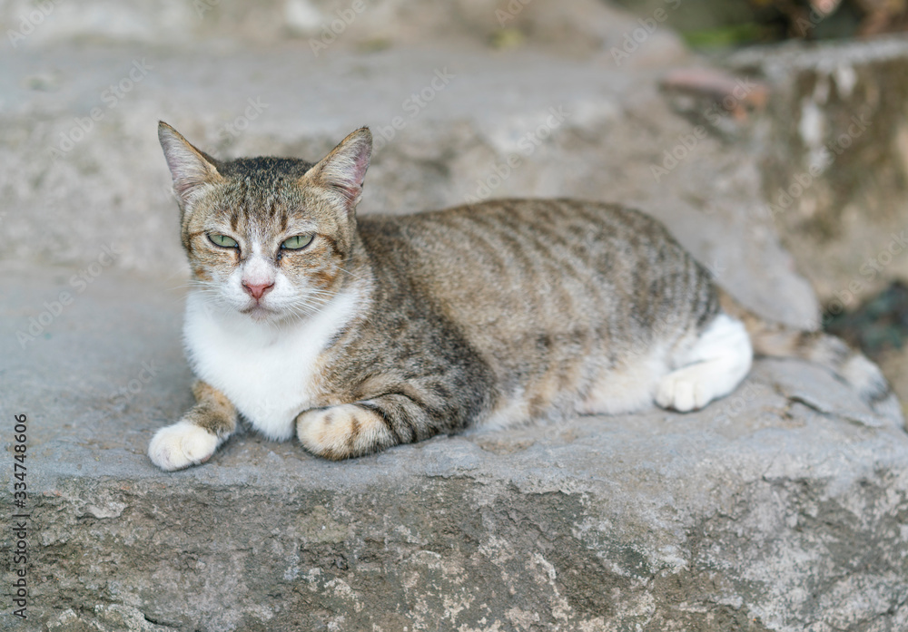 Striped cat lay on the street Striped cat lay on the street