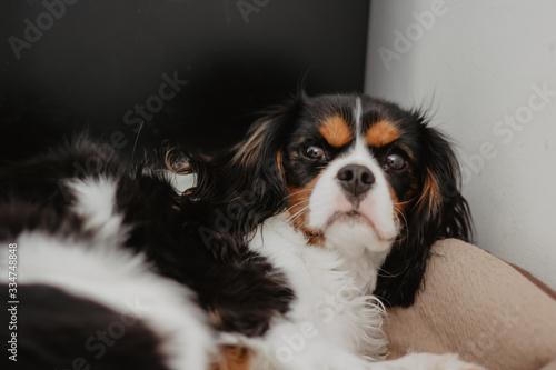 dog on white background