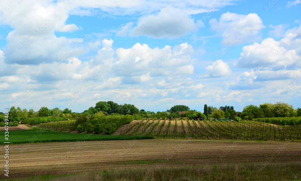 Fototapeta premium landscape with green field and blue sky