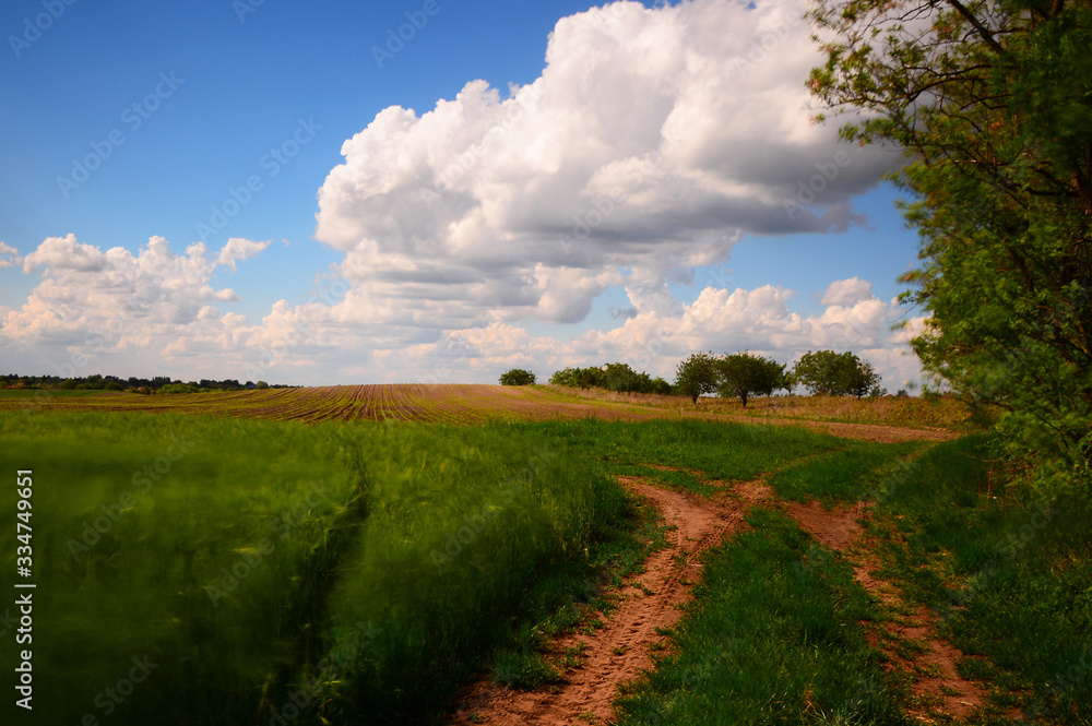 Naklejka premium landscape with yellow field and blue sky