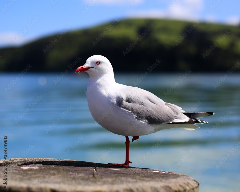 A red legged gull stands piling on the pier at Akaroa, New Zealand A red legged gull stands piling on the pier at Akaroa, New Zealand
