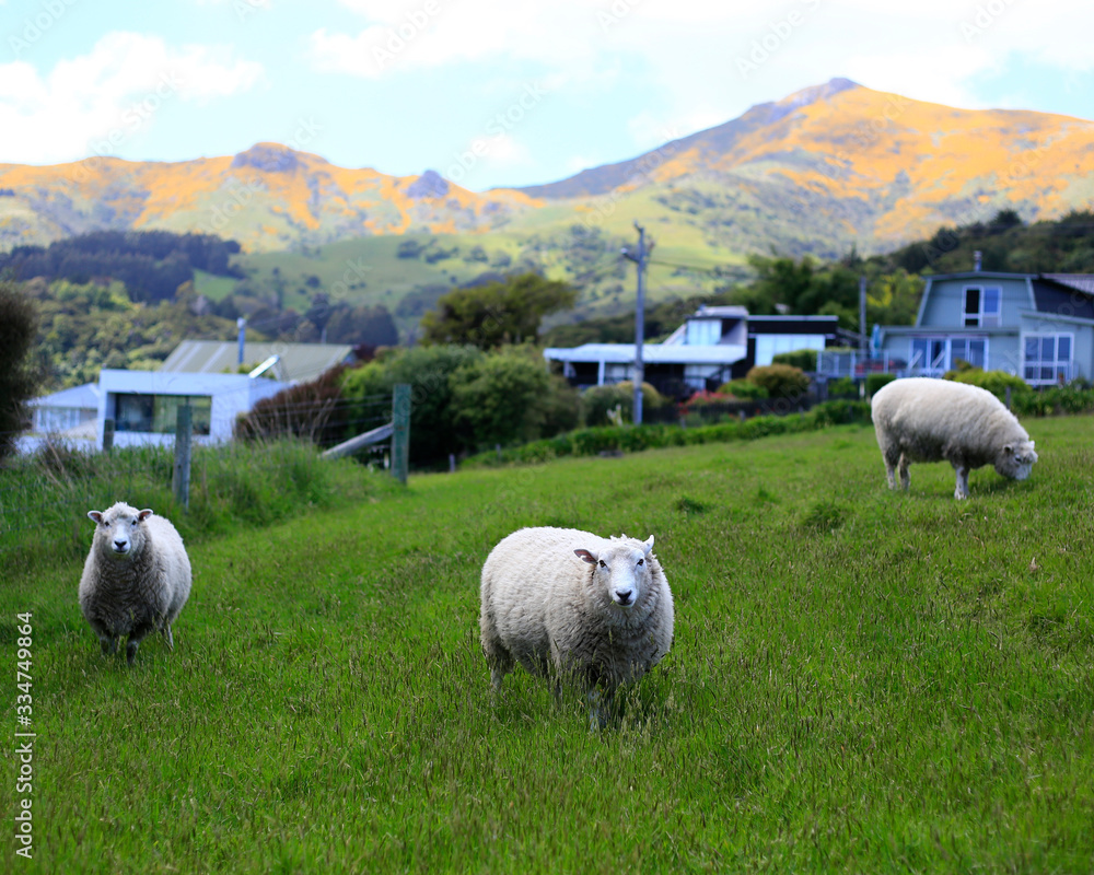 Fototapeta premium Sheeps at Akaroa, New Zealand