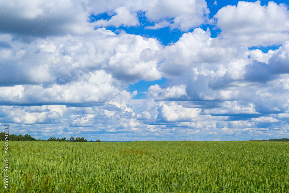 Wheat fresh of green color field with blue sky and white clouds from the perspective. Wheat fresh of green color field with blue sky and white clouds from the perspective.