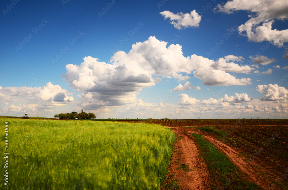 Obraz premium field and blue sky