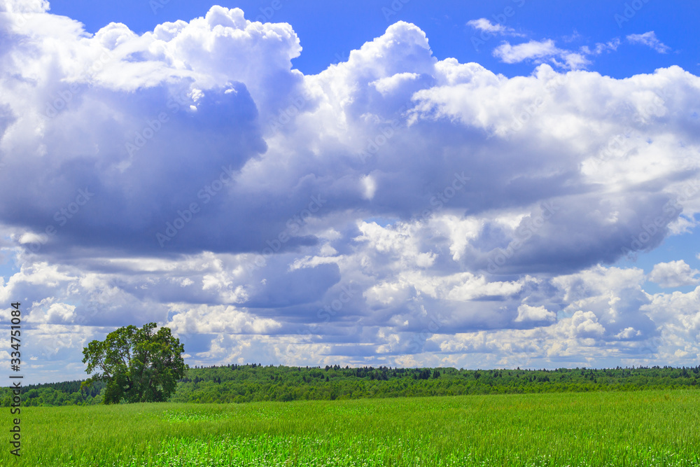Wheat fresh of green color field with blue sky and white clouds from the perspective.