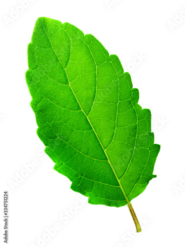 Medicinal holy basil or tulsi leaves isolated on white background. Clipping path.