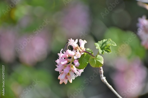 Nature, insect, flower