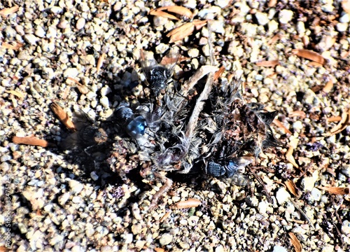 Nature, insect, flower