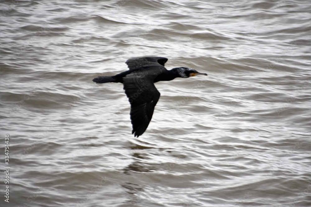 bird, seagull, water, flying, sea, nature, animal, flight, wildlife, gull, birds, fly, ocean, wings, wild, wing, feather, pelican, lake, freedom, beak, sky, blue, white, feathers bird, seagull, water, flying, sea, nature, animal, flight, wildlife, gull, birds, fly, ocean, wings, wild, wing, feather, pelican, lake, freedom, beak, sky, blue, white, feathers