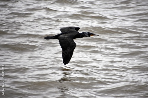 bird, seagull, water, flying, sea, nature, animal, flight, wildlife, gull, birds, fly, ocean, wings, wild, wing, feather, pelican, lake, freedom, beak, sky, blue, white, feathers