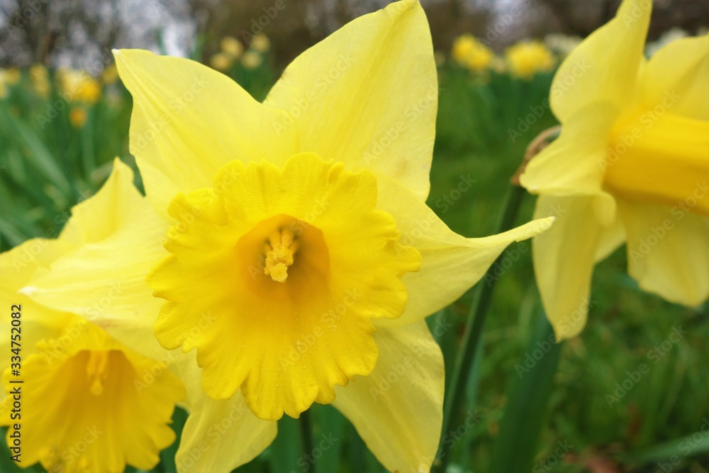 yellow daffodils in the garden yellow daffodils in the garden