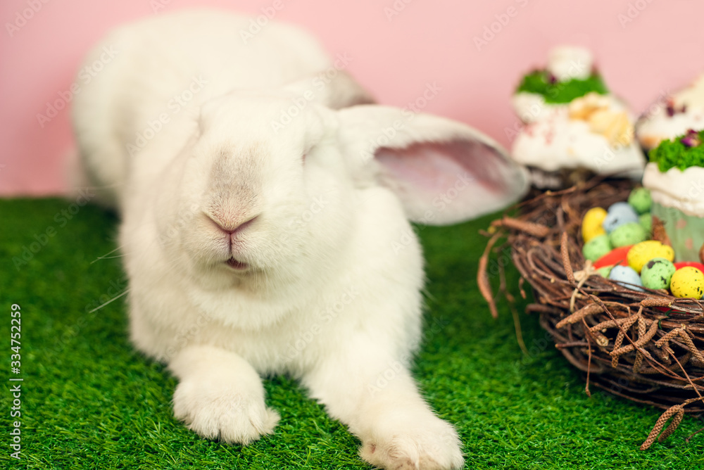 A cute white big rabbit is sitting on the green grass next to an Easter cake. The concept of a light Easter holiday A cute white big rabbit is sitting on the green grass next to an Easter cake. The concept of a light Easter holiday