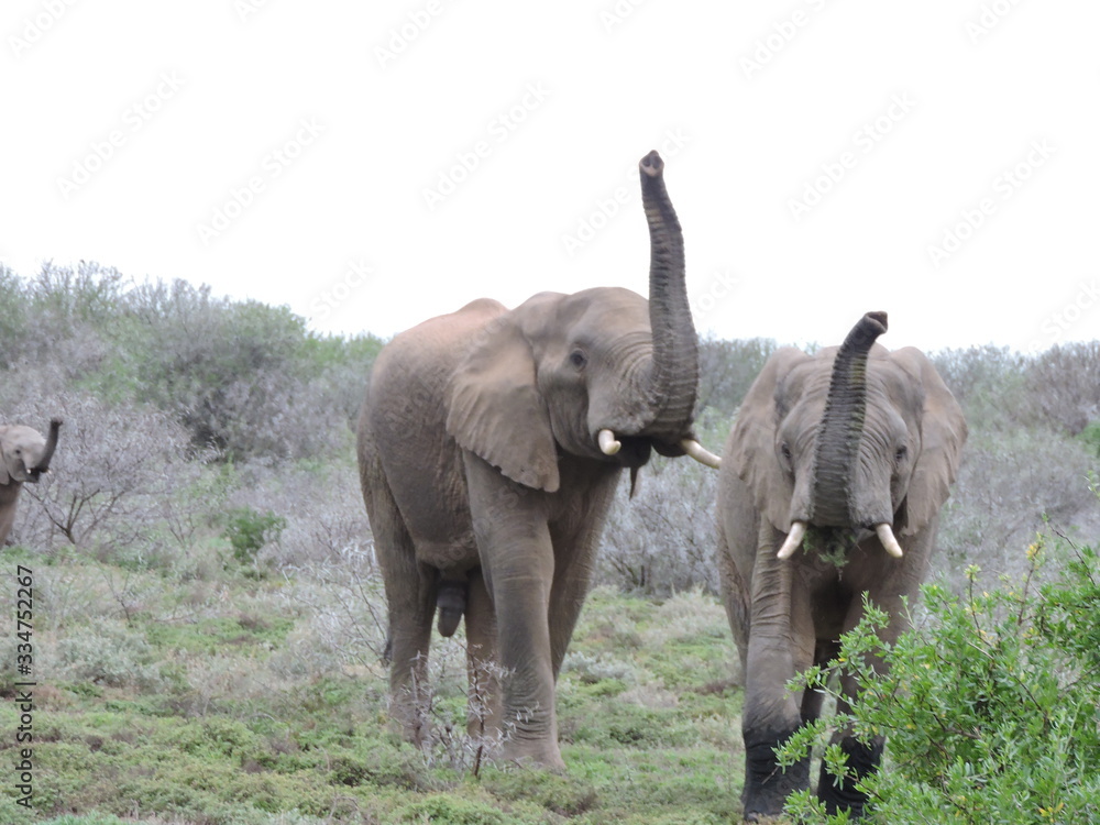 Fototapeta Elephants with trunk in the air