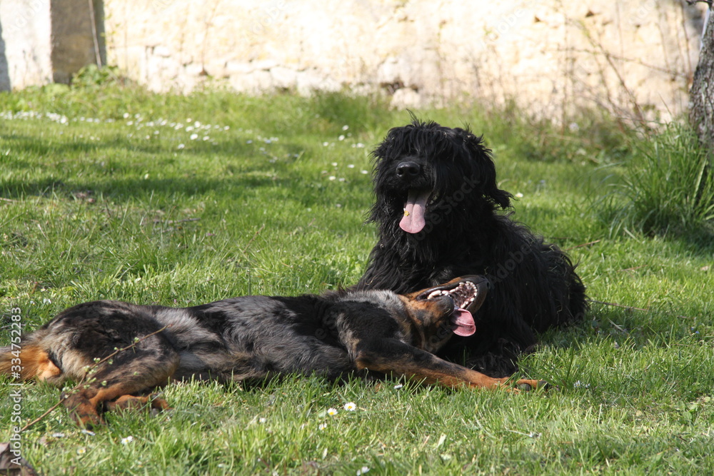 Sheepdogs domestic garden puppy playing together Sheepdogs domestic garden puppy playing together