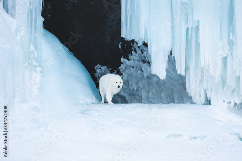Beautiful maremmano abruzzese dog standing in front of icefall. Maremma dog is lying in the cave. Big fluffy white dog © Anastasiia