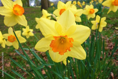 Colourful daffodils in the park.