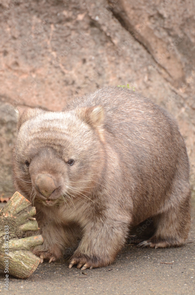 Naklejka premium コモンウォンバット