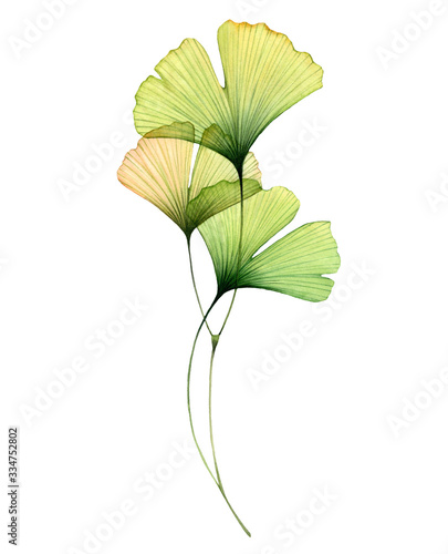 Watercolor ginkgo branch. Transparent green leaves isolated on white. Hand painted artwork with Maidenhair tree. Realistic and botanical illustration for wedding design