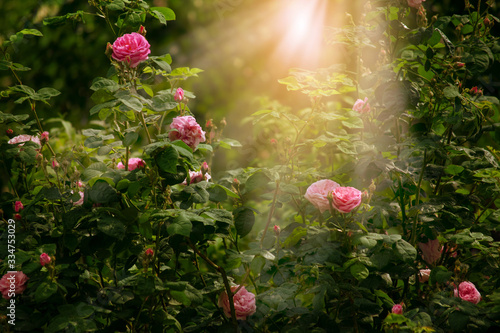 Fototapeta Naklejka Na Ścianę i Meble -  Blooming rose flower in fabulous garden on mysterious fairy tale spring or summer floral sunny background with sun light beams and rays, fantasy amazing nature dreamy landscape