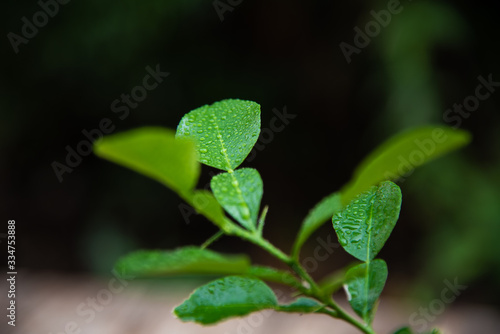 green plants on blur background.