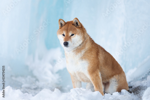 Beautiful shiba inu dog sitting in front of icefall. Red Shiba dog is lying in the cave.