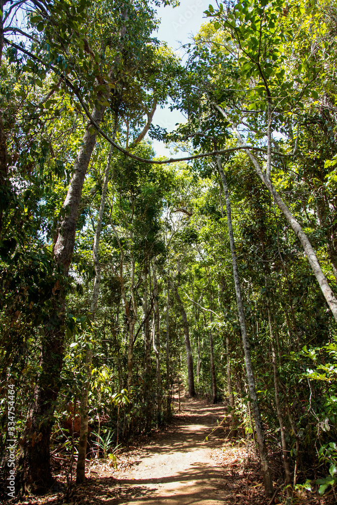 Obraz premium Path in forest 