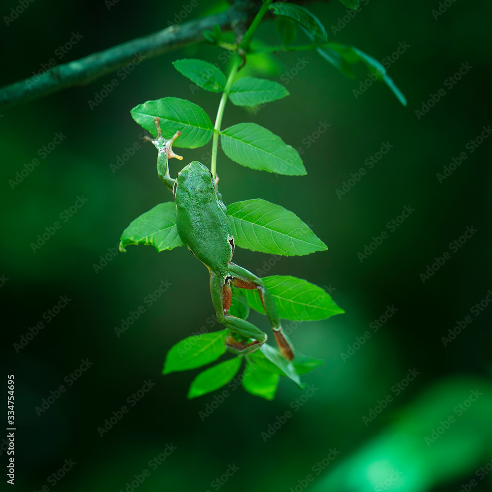 Hyla arborea - European tree frog crawling over green pouring tree in beautiful bokeh background Hyla arborea - European tree frog crawling over green pouring tree in beautiful bokeh background
