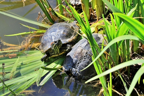 Rotwangen Schmuckschildkröten in der Sonne