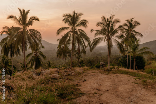 пальмы в джунглях на закате