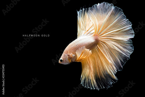 Golden betta fish on black background