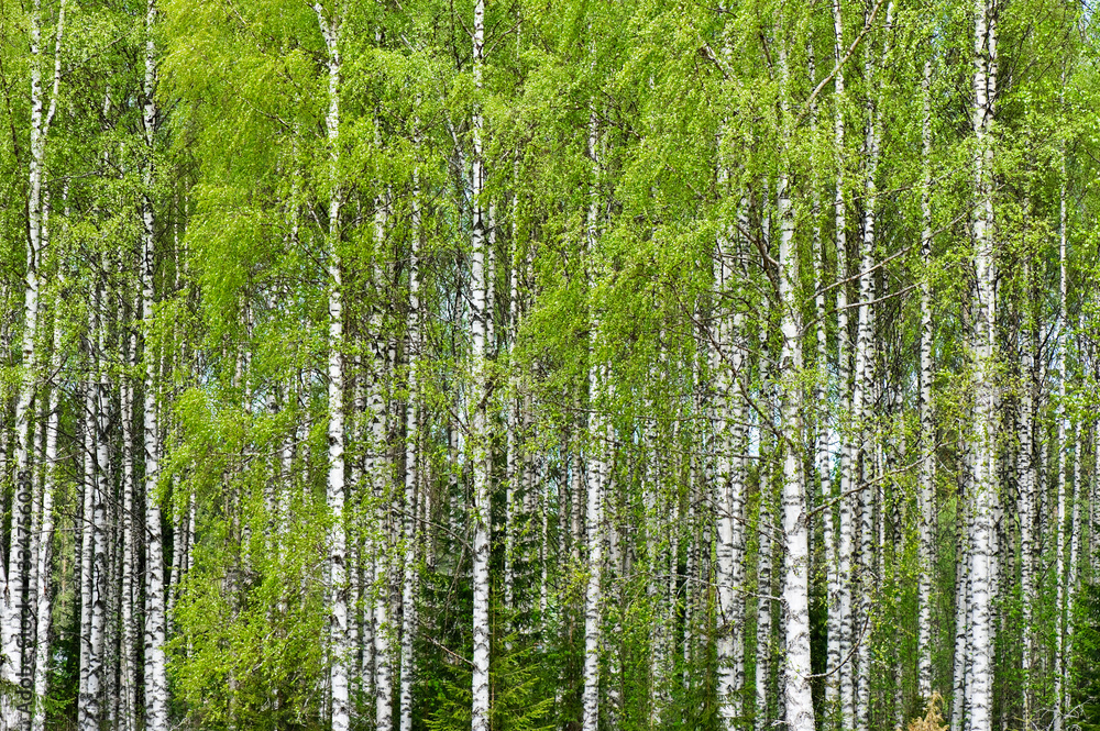 Birch tree (Betula pendula) forest in early summer. Birch tree (Betula pendula) forest in early summer.