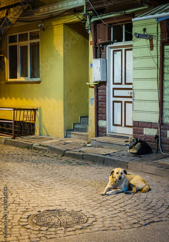 dogs have a rest at the evening