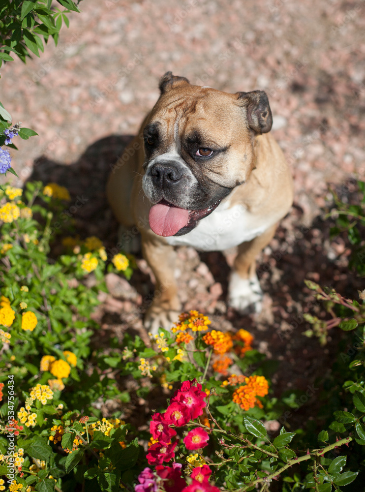 Bulldog in natural light posed by flowers