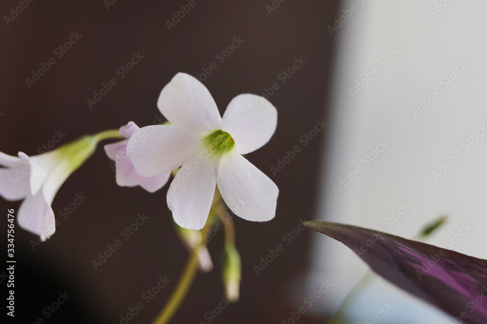 Fototapeta premium white orchid on black background