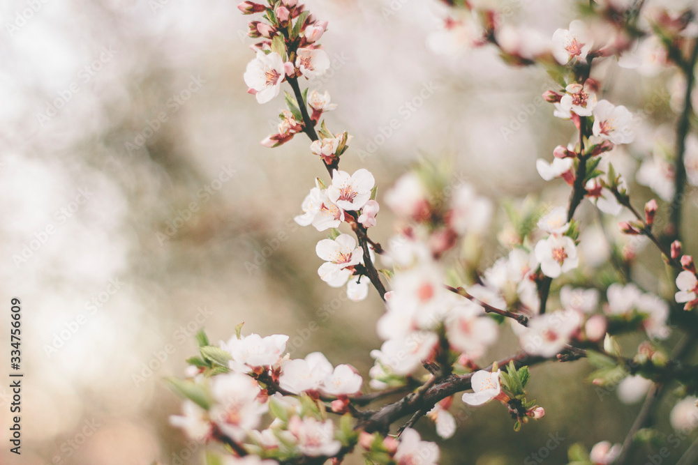 Spring sakura flowers in pink colors. white-pink flowers on twigs in early spring. Macro shot and blurred background of a blossoming tree. Spring sakura flowers in pink colors. white-pink flowers on twigs in early spring. Macro shot and blurred background of a blossoming tree.