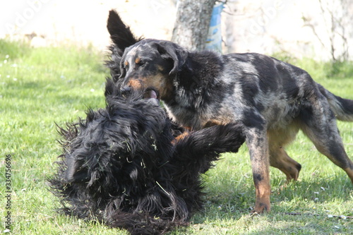 Sheepdogs domestic garden puppy playing together