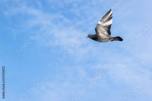 Dove in flight with spread wings in the blue sky.