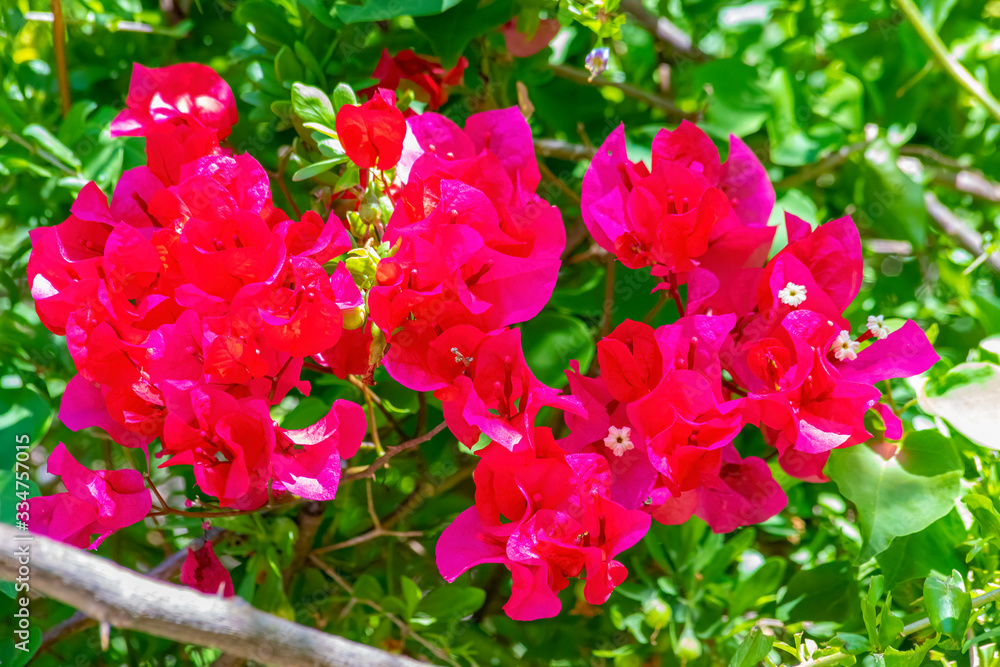 Fototapeta premium Bougainvillea spectabilis, also known as great bougainvillea, is a species of flowering plant. It is native to Brazil, Bolivia, Peru, and Argentina's Chubut Province