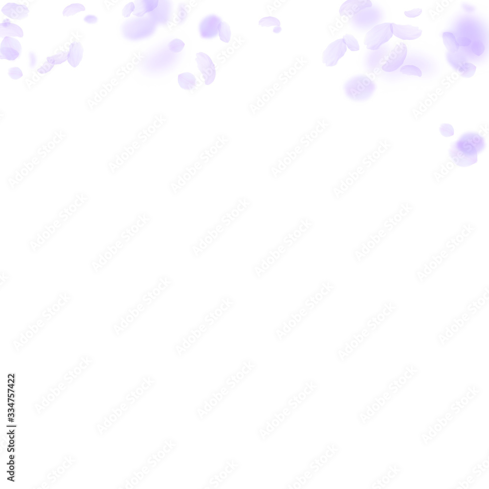 Violet flower petals falling down. Sublime romanti Violet flower petals falling down. Sublime romanti