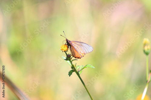 Garden Acrea butterfly